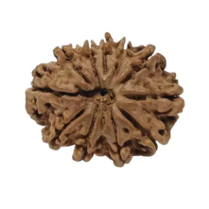 11 Mukhi Nepali Rudraksha Collector Bead with Lab Certificate and X-Ray Report - RM6