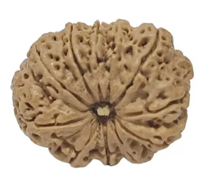 11 Mukhi Nepali Rudraksha Collector Bead with Lab Certificate and X-Ray Report - RM1
