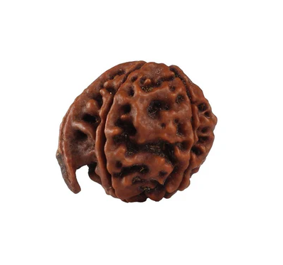 Natural Ganesh Nepali Rudraksha - Lab Certified