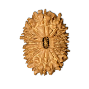 Natural 15 Face Nepali Rudraksha - Lab Certified