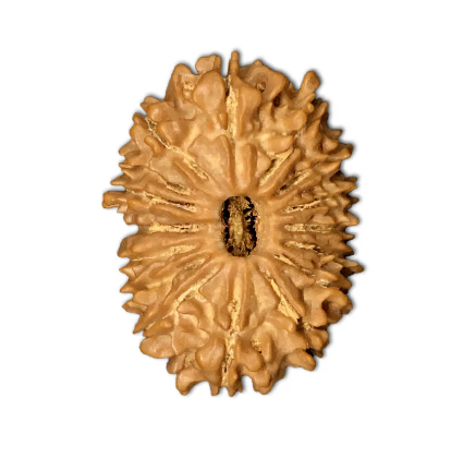Natural 15 Face Nepali Rudraksha - Lab Certified